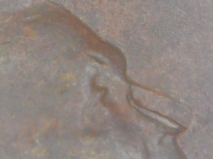1955-P-No-Nose-Lincoln.--Stuck-Though-Or-Die-Cud-Or-Amd-Please-Help